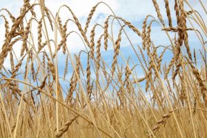 Spelt