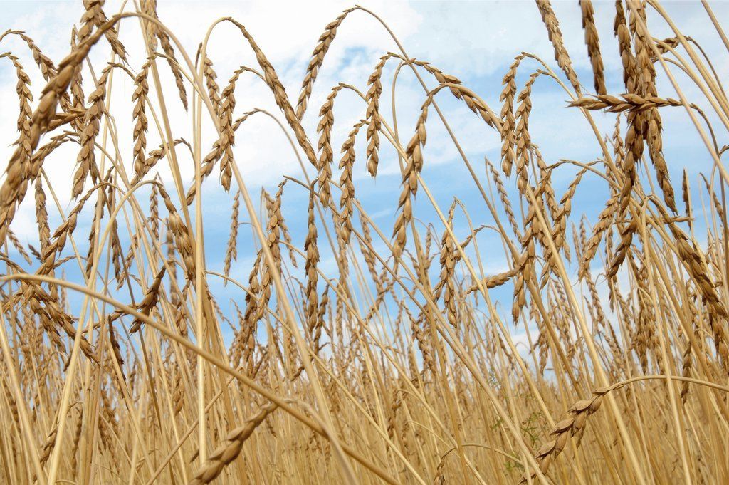 Spelt